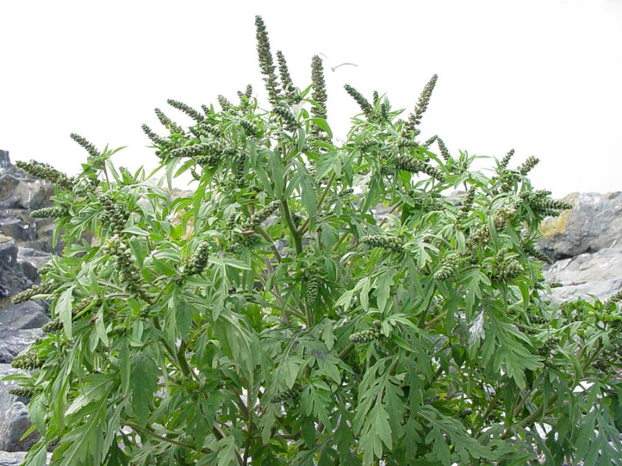 ambrosia-artemisiifolia-ha-gmittelhauser-b