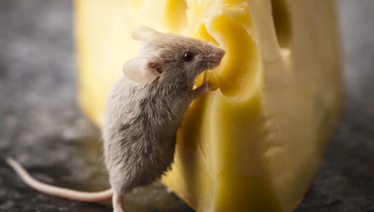 Șoarecilor nu le place brânza. De unde a pornit mitul conform căruia rozătoarele iubesc cașcavalul?