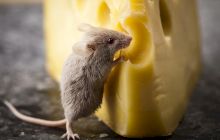 Șoarecilor nu le place brânza. De unde a pornit mitul conform căruia rozătoarele iubesc cașcavalul?