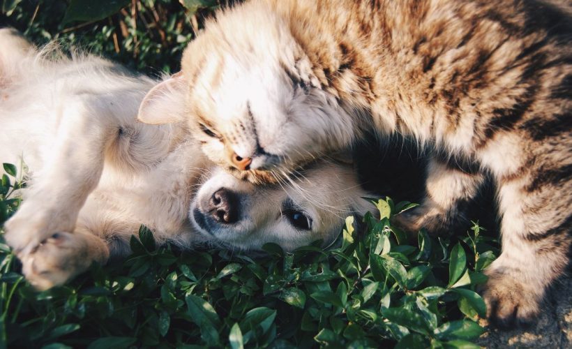 Care animale sunt mai deștepte, câinii sau pisicile?