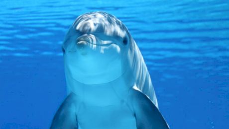 Există delfini în Marea Neagră?