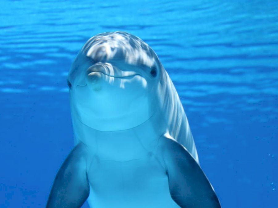 delfin