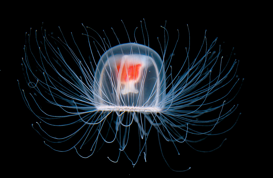 meduza