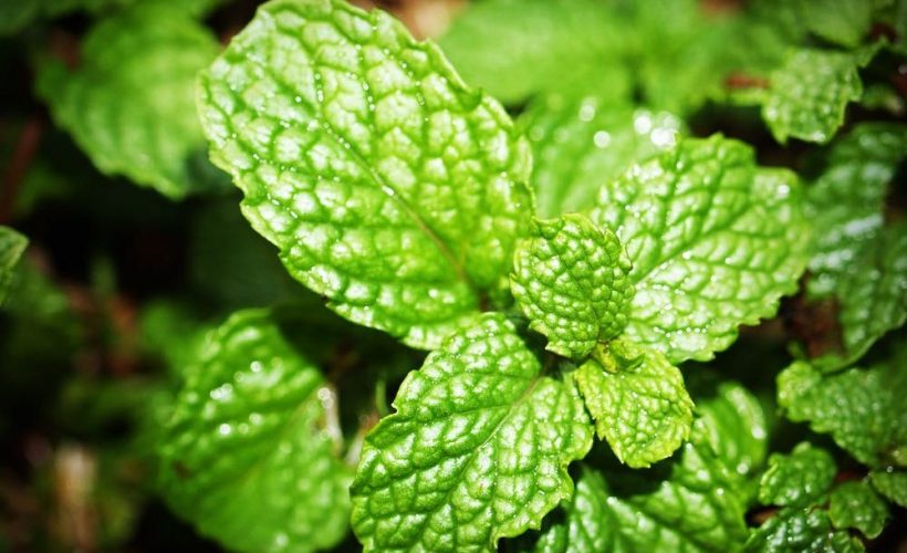 De unde vine expresia „a freca menta”?