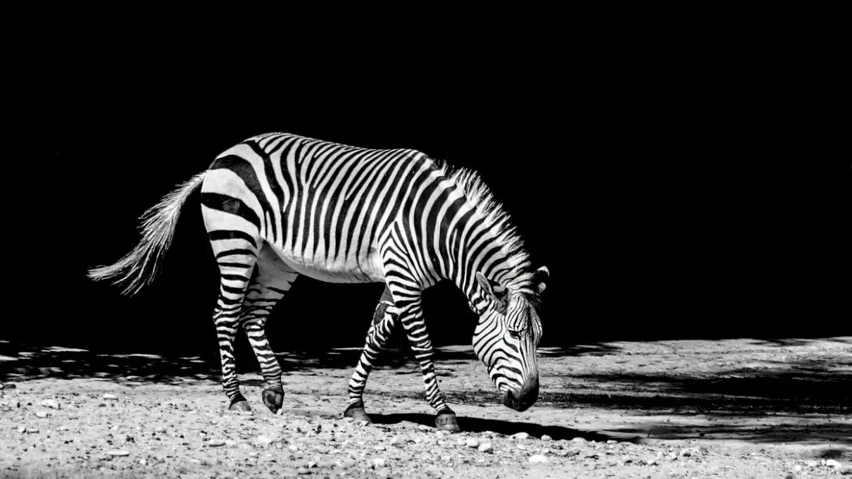 De ce zebra are dungi? Se pot domestici zebrele?