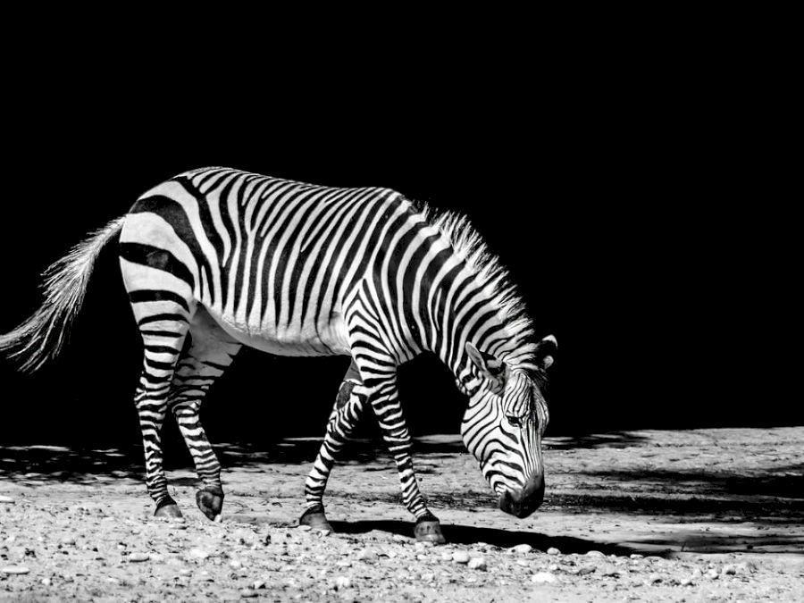 zebra1