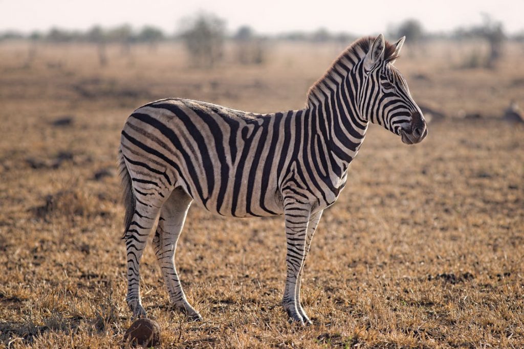 Zebra