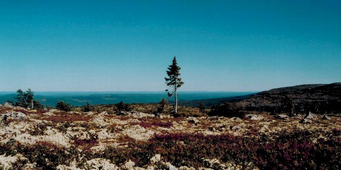 Câți ani are cel mai bătrân copac în viață?