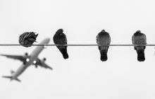 De ce păsările nu se electrocutează pe liniile de înaltă tensiune?