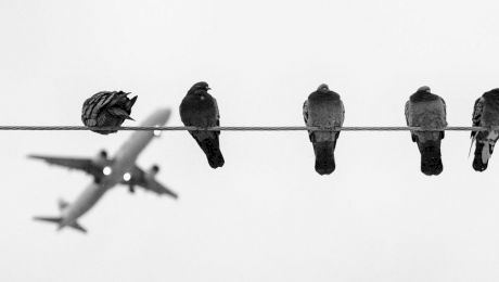 De ce păsările nu se electrocutează pe liniile de înaltă tensiune?