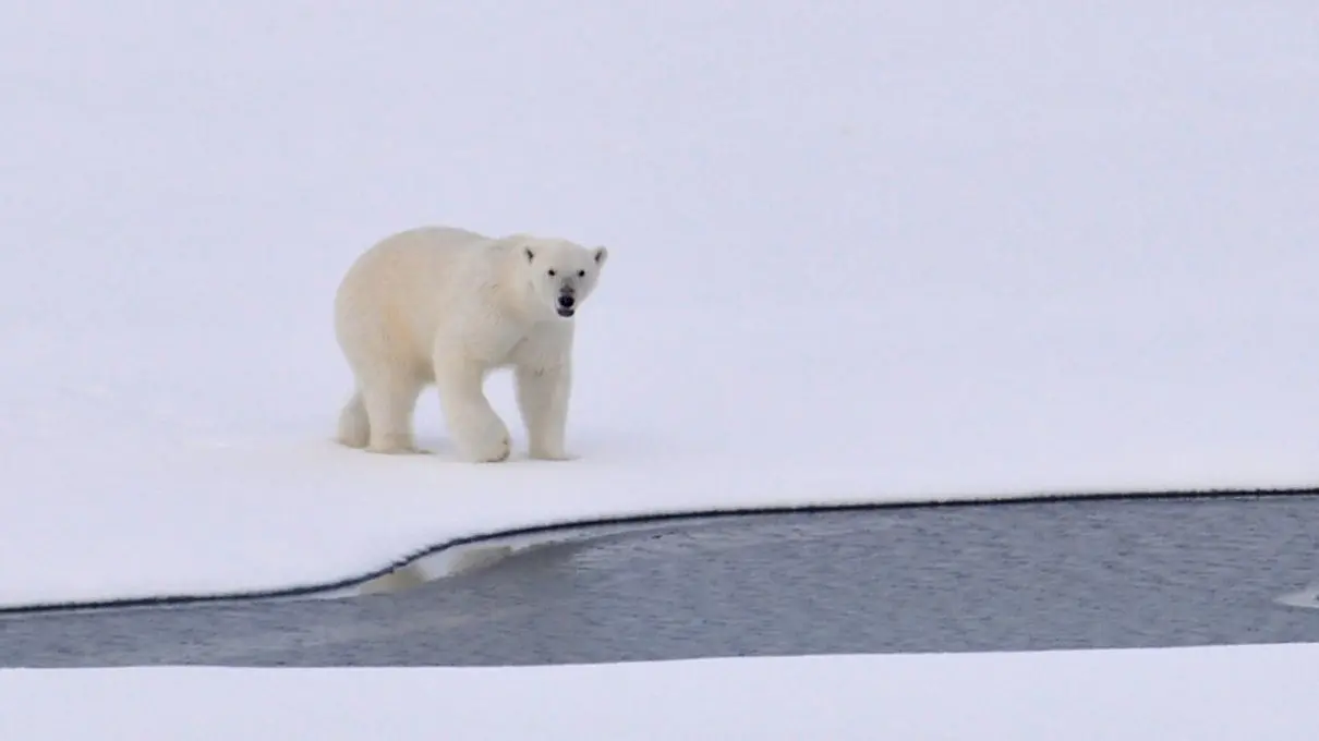 Este adevărat că urșii polari sunt stângaci?