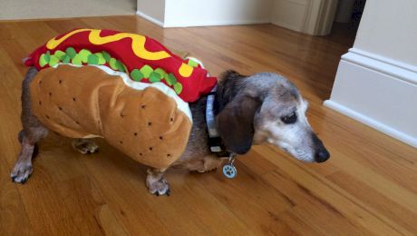 De ce crenvurst-ul din chiflă se numește „hot-dog” (câine-cald)? Care este legătura dintre cârnat și câine?