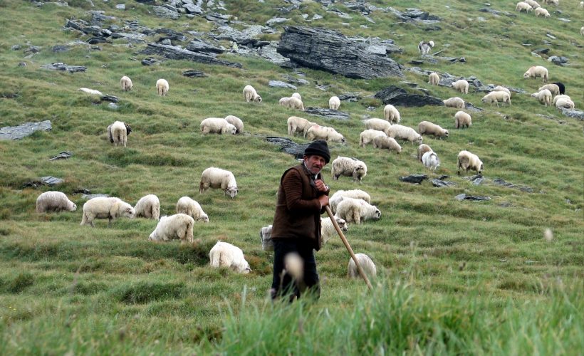 De unde provine celebra expresie „Să revenim la oile noastre”?