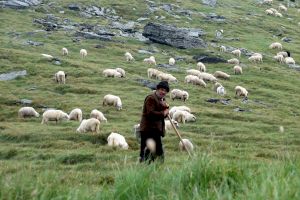 De unde provine celebra expresie „Să revenim la oile noastre”?