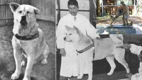 Cine a fost cel mai credincios câine din istorie?