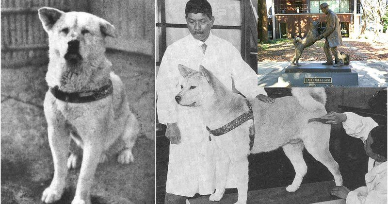 Hachiko