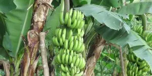 10 lucruri pe care nu le știai ieri. Vei afla noutăți despre banane, mirosuri și culori