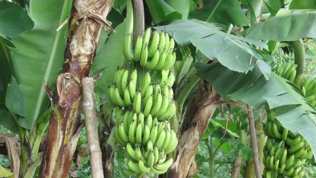 10 lucruri pe care nu le știai ieri. Vei afla noutăți despre banane, mirosuri și culori