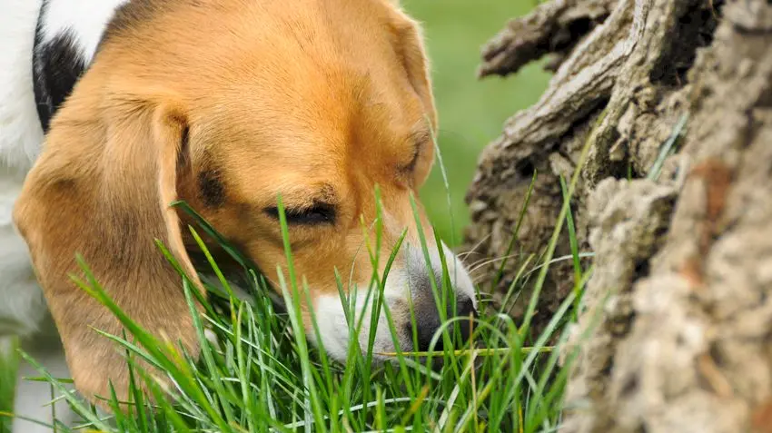 De ce câinii mănâncă iarbă?