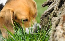 De ce câinii mănâncă iarbă?