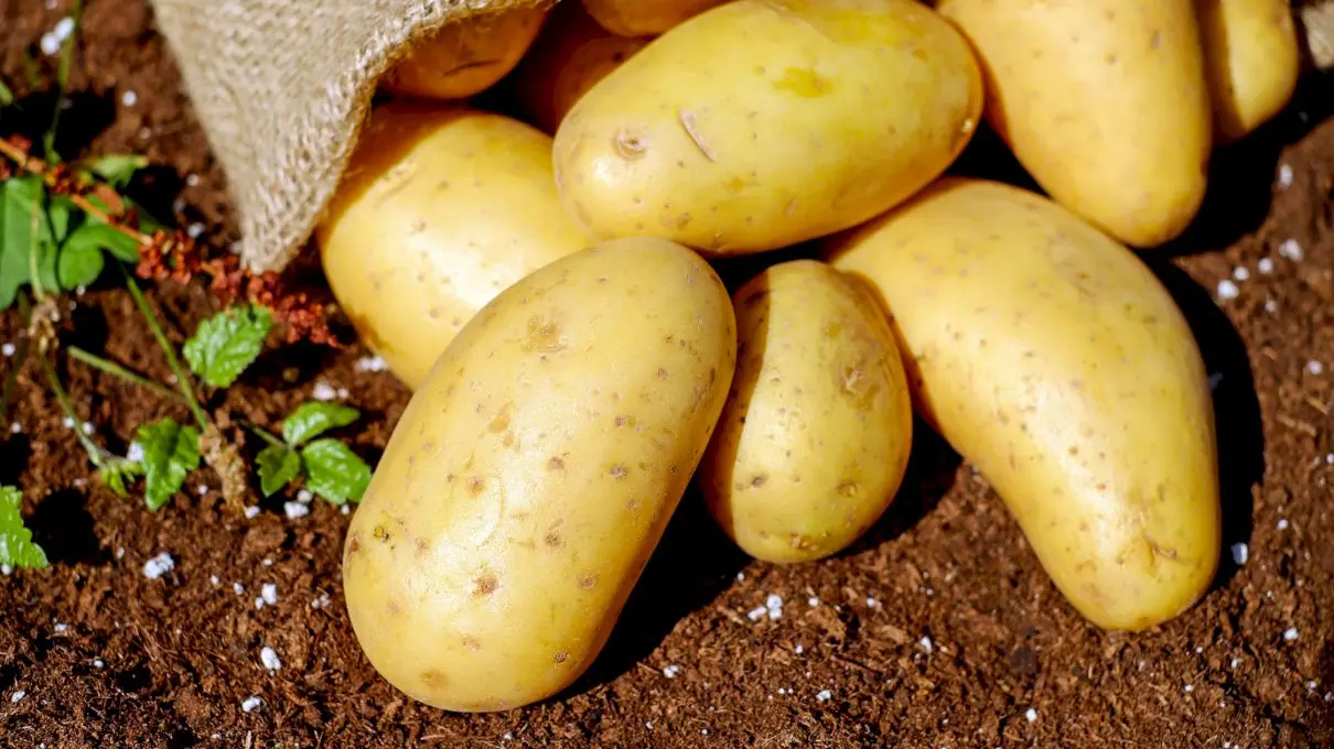 Când a venit cartoful în România și cum se numea inițial?