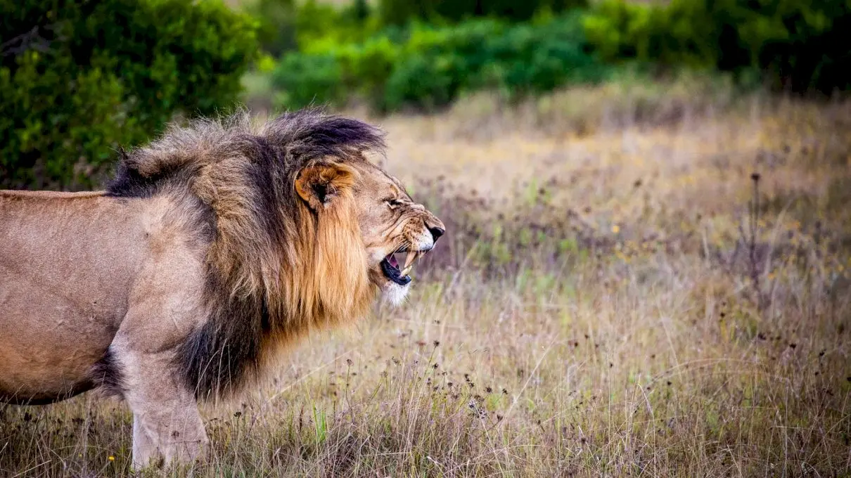 De ce este greșit să spunem „Leul, regele Junglei”?