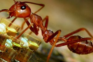 Ce fac furnicile care întâlnesc un camarad beat?