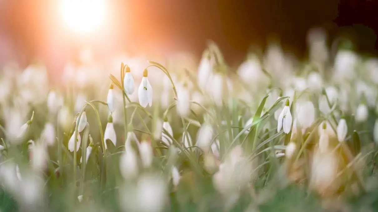 Ce sunt plantele perene? Totul despre plantele perene