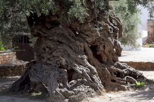 Cum arată arborele de 3.000 de ani care încă are fructe?