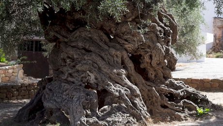 Cum arată arborele de 3.000 de ani care încă are fructe?