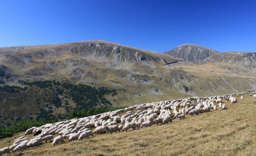 Nechifor Lipan, personajul din „Baltagul”, a existat în realitate?