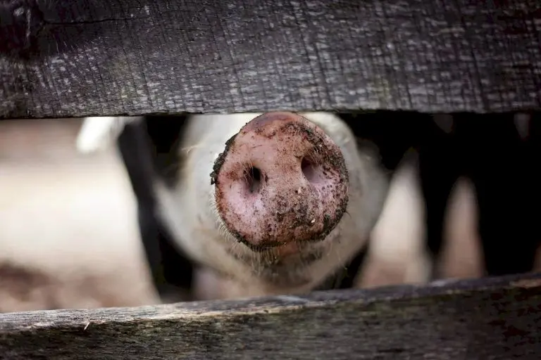 Este carnea de porc interzisă și în Biblie? De ce nu mănâncă musulmanii carne de porc? Ce spune Coranul?