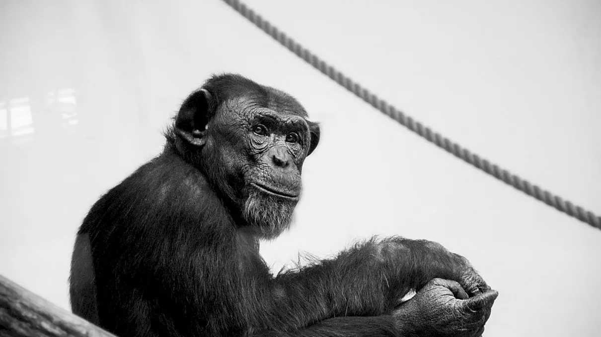 Cum se comportă cimpanzeii când moare un membru al grupului?