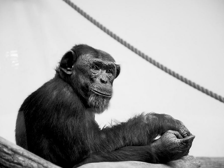 cimpanzeu2