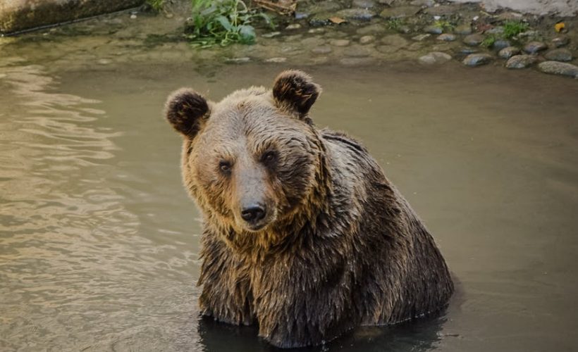 E adevărat că în anii ’30, urşi din toată ţara se adunau pe străzile din Bucureşti?