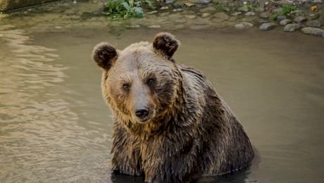 E adevărat că în anii ’30, urşi din toată ţara se adunau pe străzile din Bucureşti?