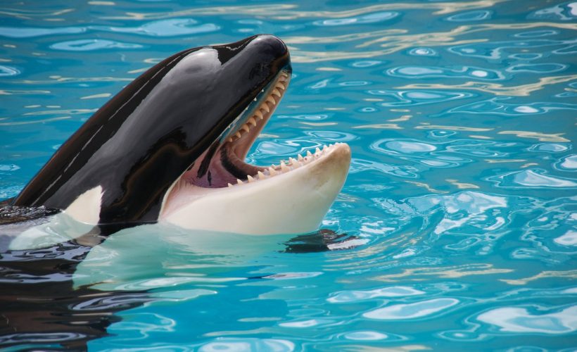Ce este orca? Cum arată o orcă?