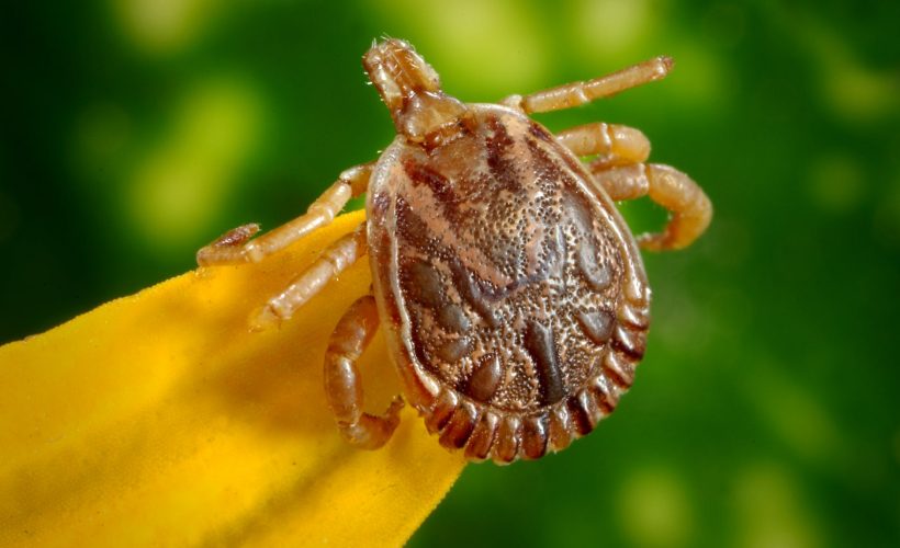 Ce este boala Lyme? Care sunt simptomele și tratamentul bolii?