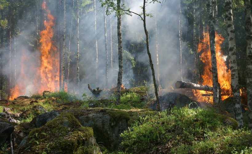 Care au fost cele mai devastatoare incendii de vegetație din ultimii ani?