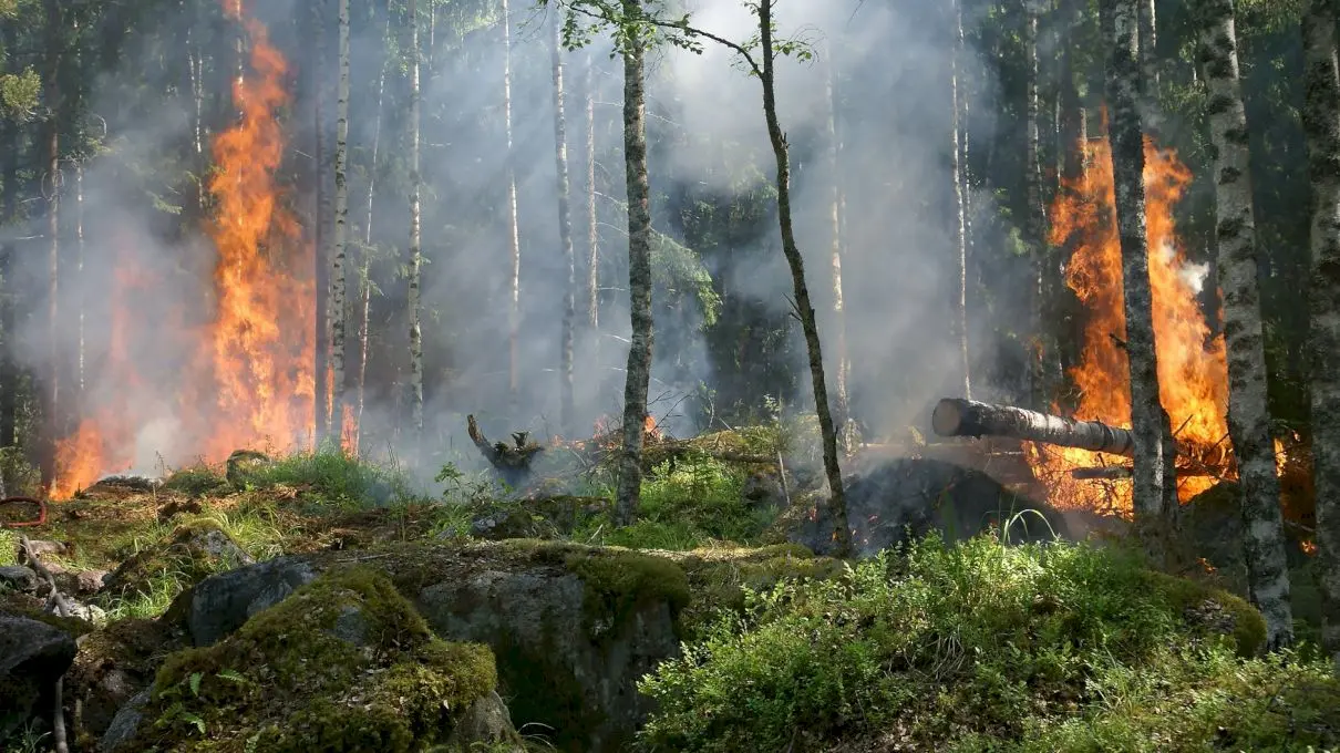 Care au fost cele mai devastatoare incendii de vegetație din ultimii ani?