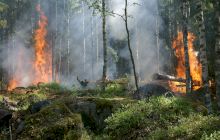 Care au fost cele mai devastatoare incendii de vegetație din ultimii ani?