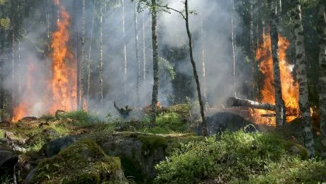 Care au fost cele mai devastatoare incendii de vegetație din ultimii ani?