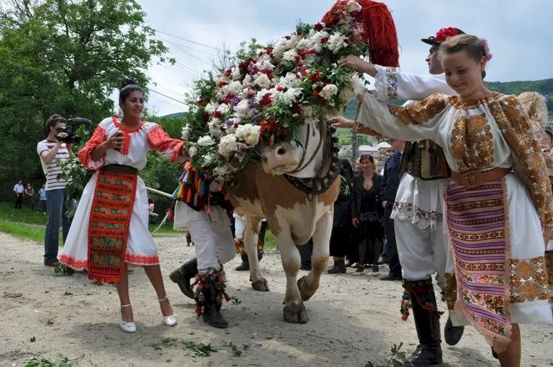 Românii au propria coridă. Ce înseamnă înstruțatul boului?