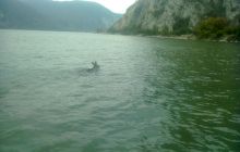 Cum a reușit un cerb să treacă înot Dunărea?