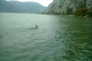 Cum a reușit un cerb să treacă înot Dunărea?