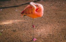 De ce stau păsările flamingo într-un picior?