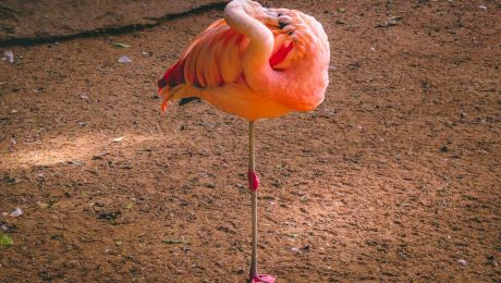 De ce stau păsările flamingo într-un picior?