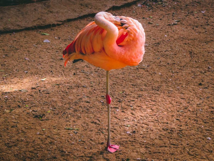 flamingo