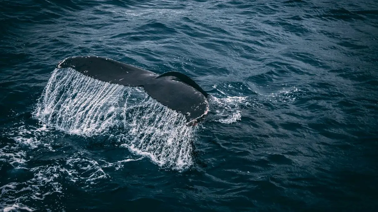 E adevărat că Oceanul Pacific se micșorează? De ce se numește astfel?