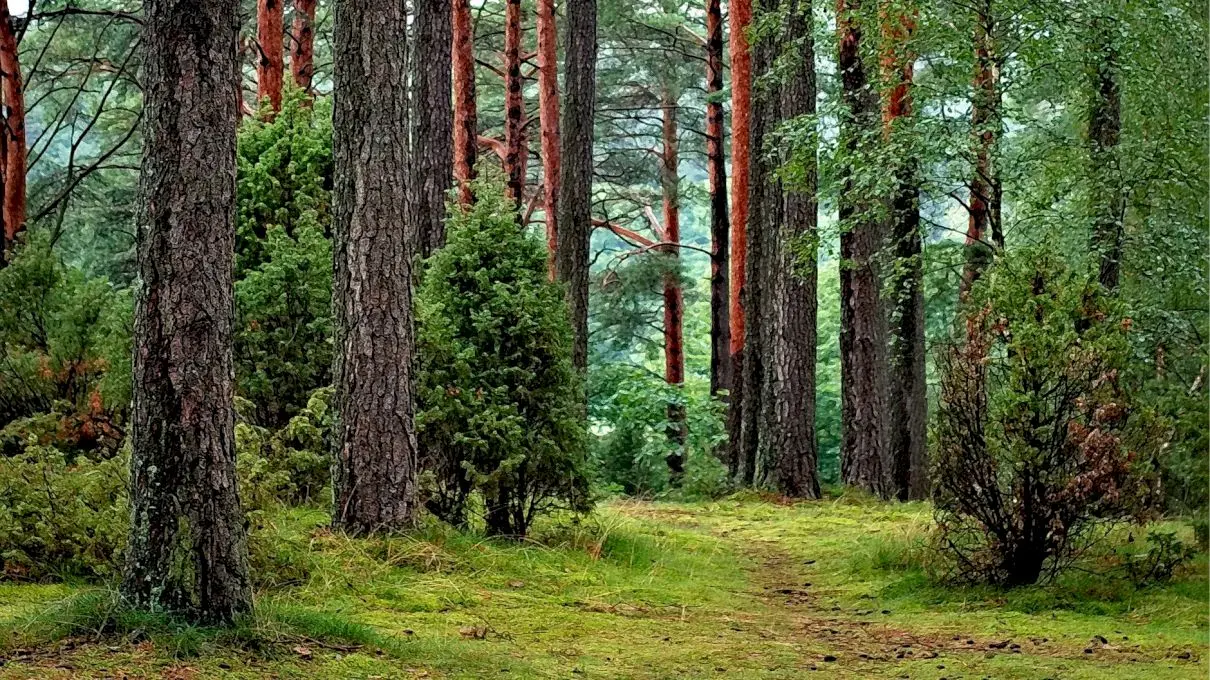 Care sunt țările care nu au deloc pădure? Cât la sută din România mai este pădure?